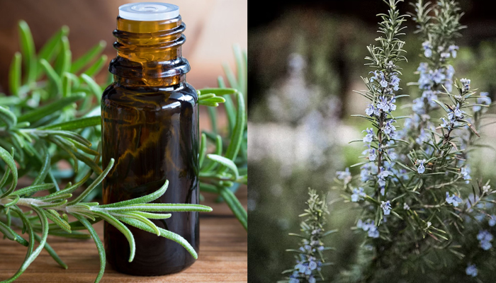 Incredible benefits of rosemary you might not know