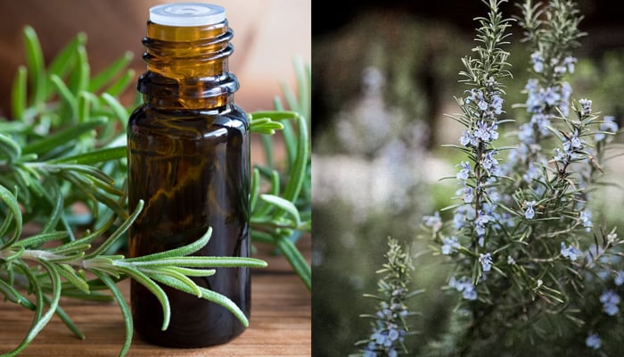 Incredible benefits of rosemary you might not know