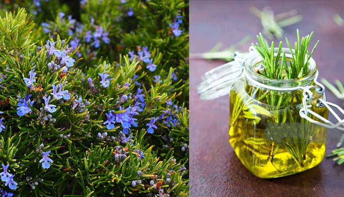 Incredible benefits of rosemary you might not know