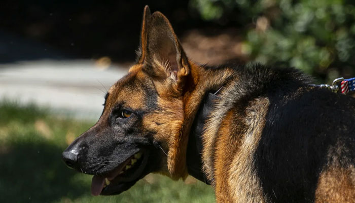 Commander, the dog of President Joe Biden, walks on the South of the White House in Washington, DC, in August 2022. — CNN via Bloomberg