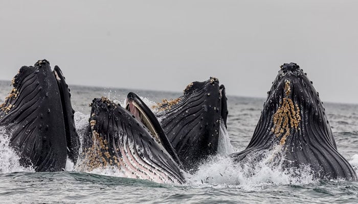 A pod of humpback whales in the ocean. — Unsplash