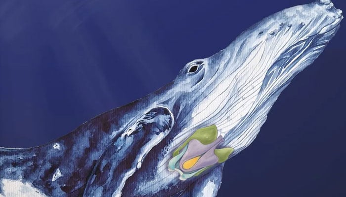 Artwork indicating the cartilages of the larynx in a humpback whale. — BBC via Patricia Jacqueline Matic