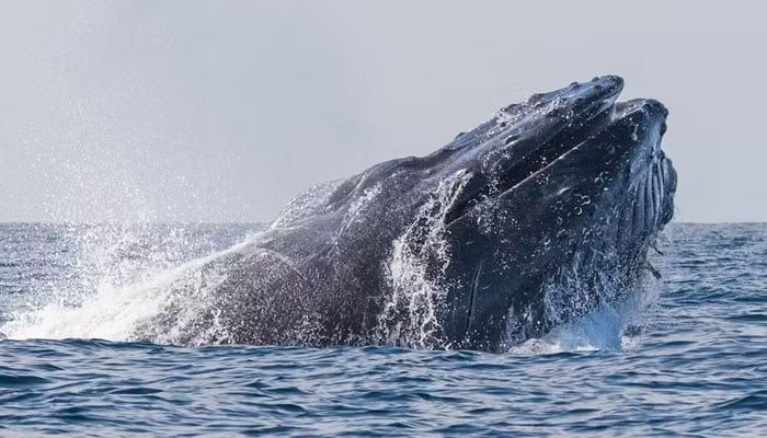 A humpback whale in the ocean. — Dana Wharf Sportfishing and Whale Watching