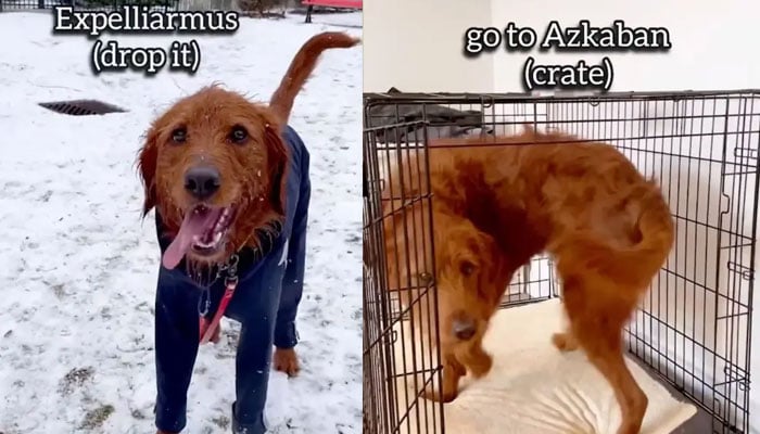 Canadian dog owner teaches labradoodle 15 Harry Potter spells as commands.—TikTok@dobbyisafreedoodle