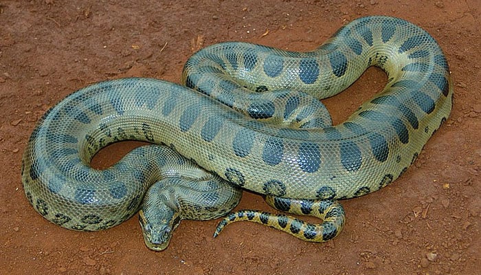 The biggest Anaconda species discovered in the Amazon Rainforest, the green Anaconda. — Wikipedia/File
