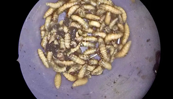 150 bugs were found in the nose of a Florida man. — First Coast News/File
