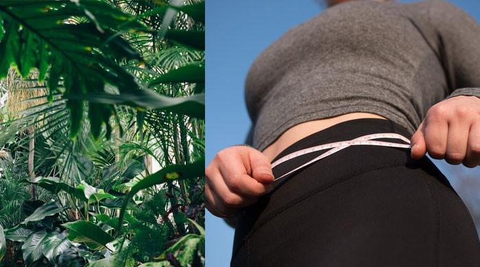 Top 5 herbs to induce weight loss naturally in adults