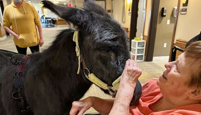 Tiptoe the donkey meets residents at a senior community in Minnesota. —Erin Larson