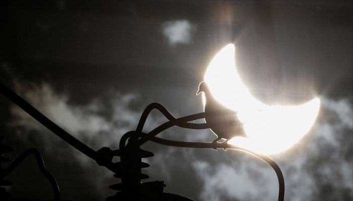 A dove stands in an electric power pole during the annular solar eclipse in Brasilia, Brazil October 14. —Reuters