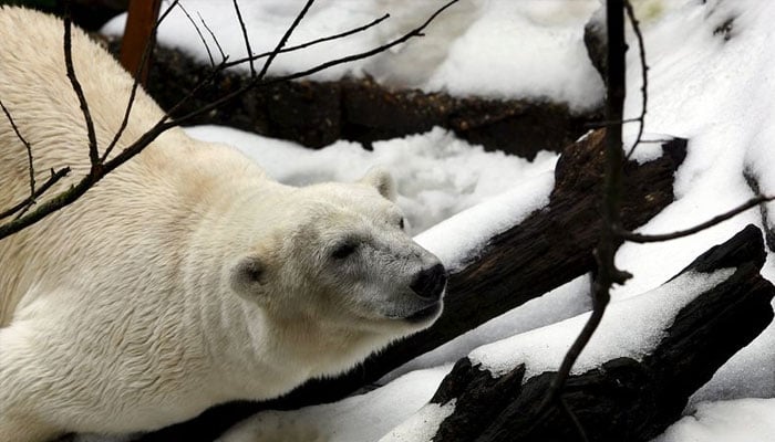 International Polar Bear Day 2024 Time running out for threatened