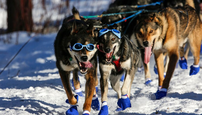 Equipped with boots and goggles, this team is one of 85 in the annual Iditarod sled dog race, which covers a course of 1,000 miles between two towns in Alaska. —Reuters