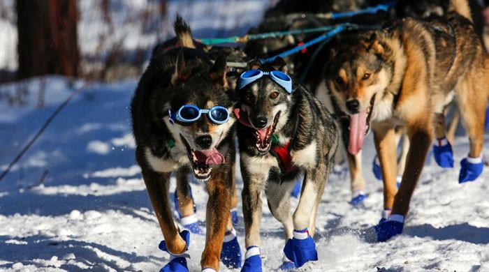 World’s longest sled dog race cancelled due to climat change — Here is how