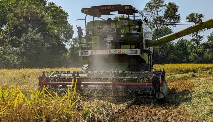 A farmer uses a combine harvester to harvest paddy in a field at Haidergarh village, in the northern state of Uttar Pradesh, India October 19, 2023. — Reuters