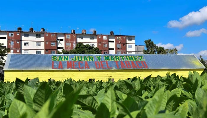 سان جوآن و مارٹینیز، کیوبا میں تمباکو کے فارم کا ایک منظر، 27 فروری 2024۔ —رائٹرز