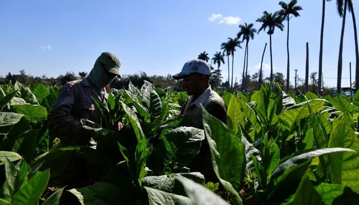 27 فروری 2024 کو کیوبا کے سان جوآن ی مارٹینز کے ایک فارم میں کسان تمباکو کے پتے چن رہے ہیں۔ - رائٹرز
