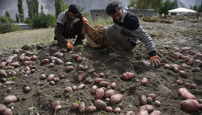 Farmers harvesting potatoes in a field next to an e-facility centre (back) in the village of Gulmit, Hunza Valley, in northern Pakistan. — AFP/File