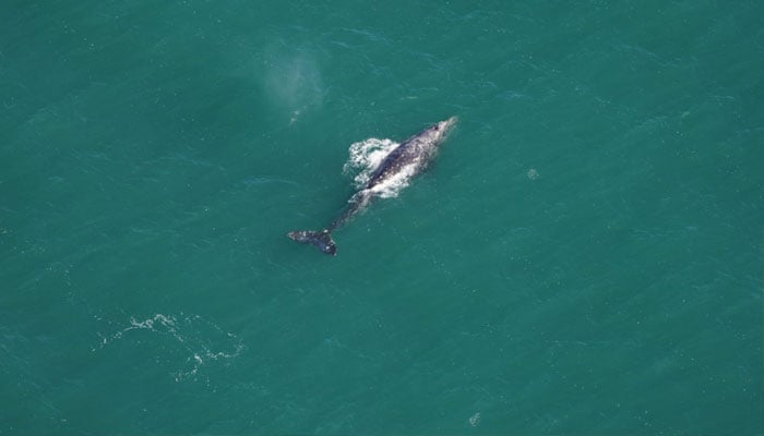 A gray whale seen south of Nantucket on March 1, 2024.— New England Aquarium