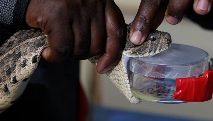 A puff adder is milked for venom in Kenya. —Reuters