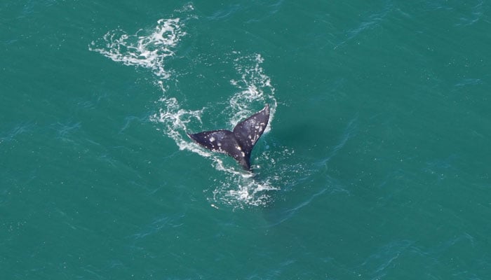 This image shows the tail of a rare gray whale spotted off the coast of Nantucket Island, Massachusetts, US. — X/@NEAQ