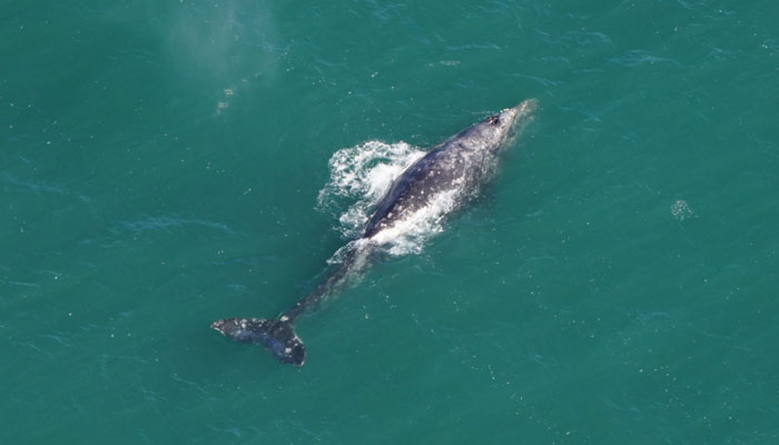 A gray whale was spotted off the coast of Nantucket Island, Massachusetts, US. — X/@NEAQ