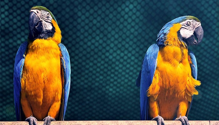 This image two Macaw birds sitting on a stand. — Unsplash
