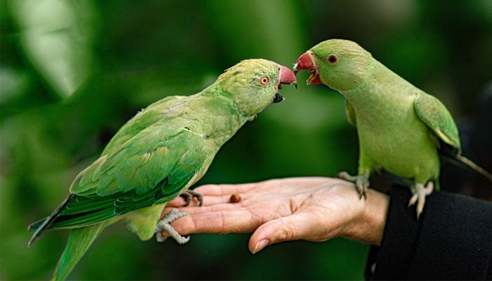 This image two parrots arguing while sitting on a humans hand. — Pixabay