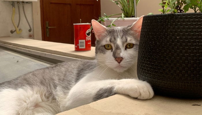 Tito, a gray and white male tabby cat that went missing on a domestic flight last month, looks while being photographed in Tarija, Bolivia, in this undated picture obtained by Reuters on January 13, 2023. — Reuters