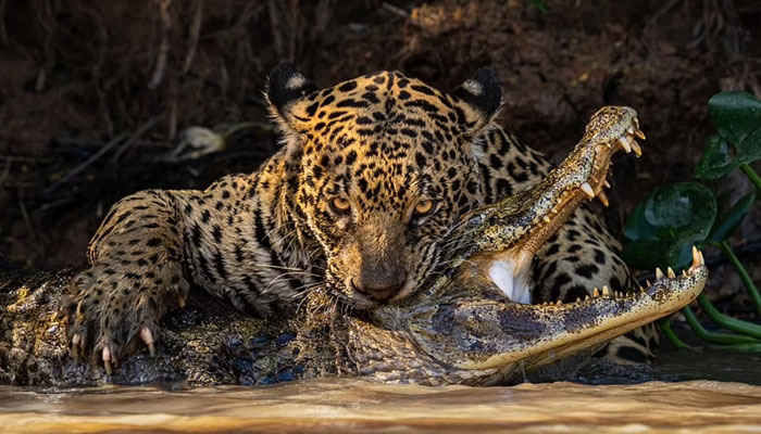 Braziliyanın Pantanal bataqlıq ərazilərindəki Sao Lourenko çayı lojasında Yan Ford tərəfindən çəkilmiş Təbii Dünya və Vəhşi Təbiət kateqoriyasının qalibinə baxın.—Sony World Photography Awards 2024