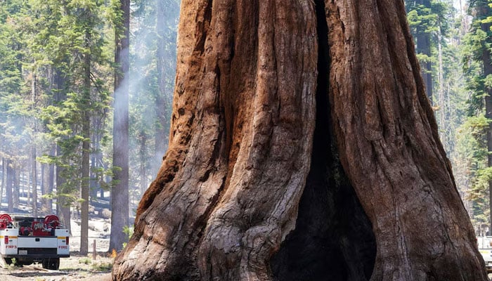 A giant sequoia in the Mariposa Grove remains unscathed in the Washburn Fire that is burning in Yosemite National Park near Wawona, California, US July 11, 2022. —Reuters