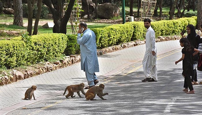 People feel happy to see monkeys on the road near Daman-e-Koh in Islamabad. — APP/File