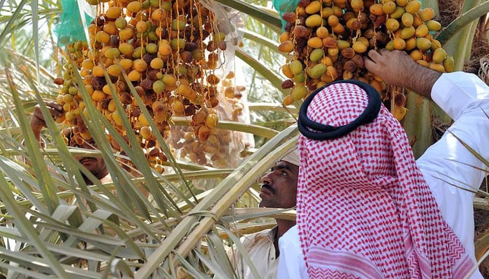 Men inspect dates at a farm in Buraydah, Saudi Arabia. — AFP/File