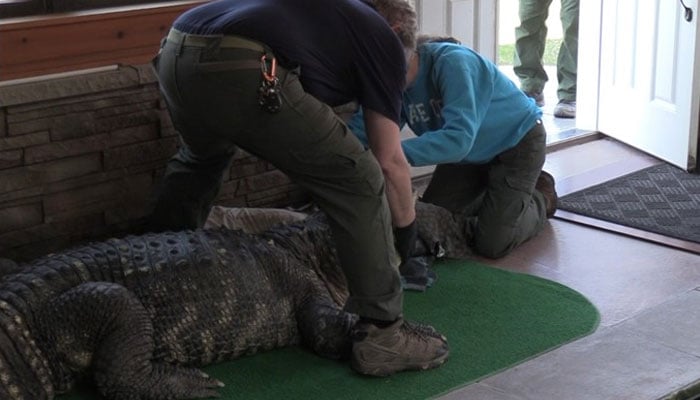 Authorities seize Albert, the 11-foot-long alligator. — X/@NYSDEC