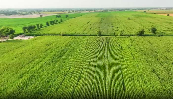 Cultivation of cattle fodder in Pakistan in this still taken from a video. — SIFC/Radio Pakistan