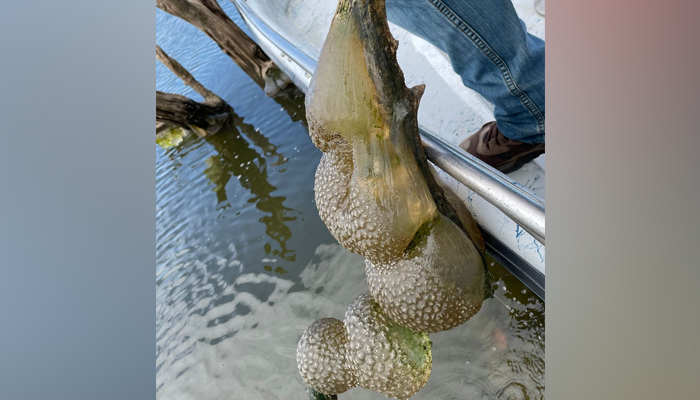 This image released on March 12, 2024, shows unusual egg-like objects held by a person in Oklahoma. — Facebook/Oklahoma Department of Wildlife Conservation (ODWC)