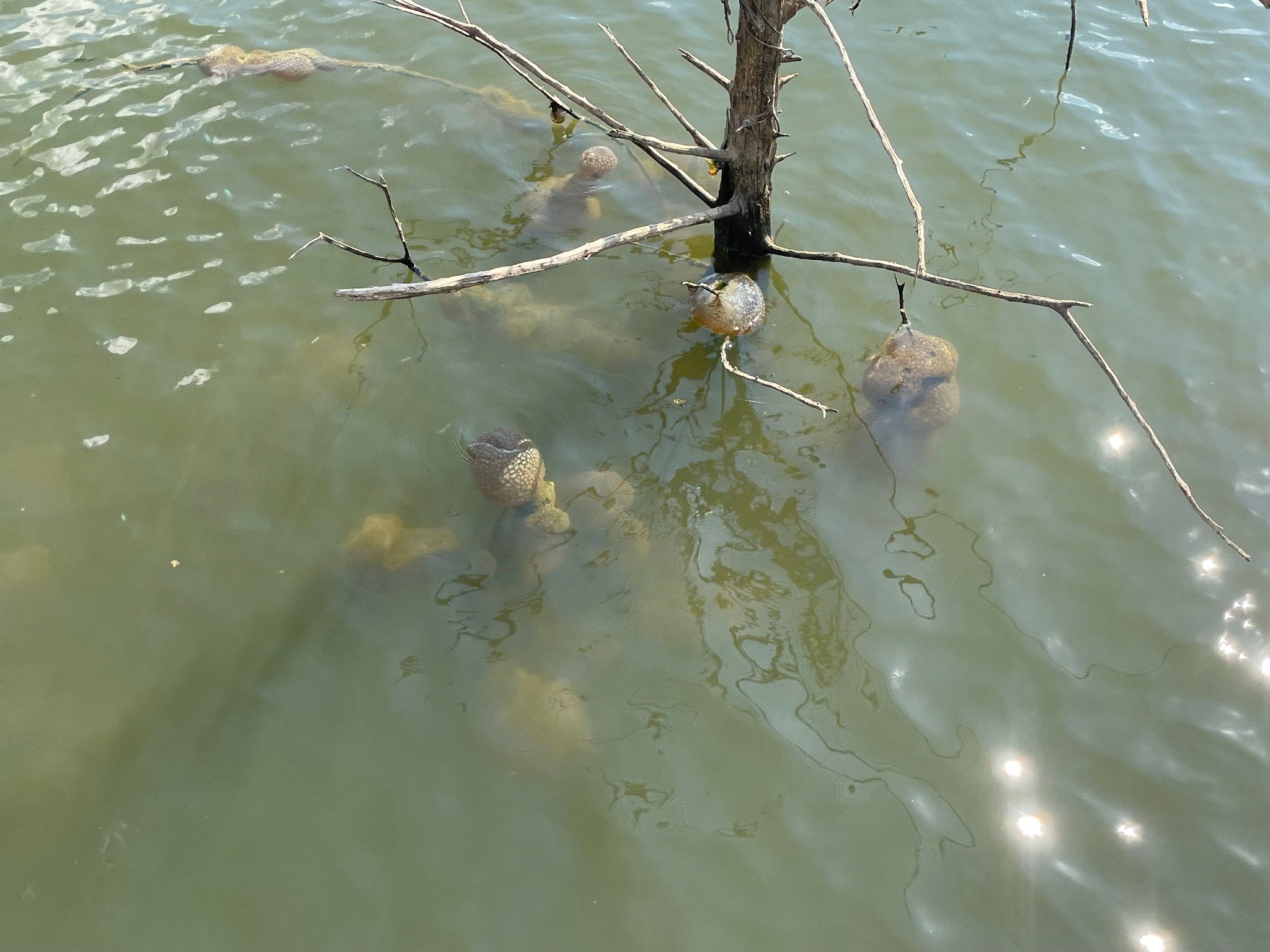 This image released on March 12, 2024, shows unusual egg-like objects in Oklahoma. — Facebook/Oklahoma Department of Wildlife Conservation (ODWC)