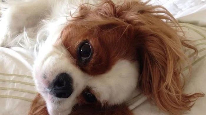 Pet parents here are 5 rules to keep your babies safe in spring