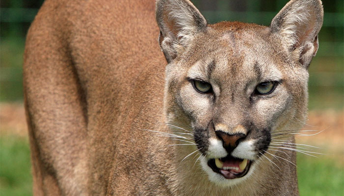 This image shows a cougar. —