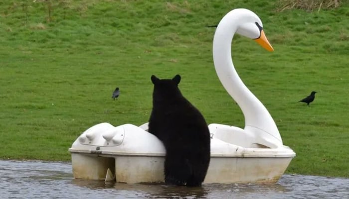 This image released on March 23, 2024, shows a North American black bear climbing on a floating swan pedalo at Woburn Safari Park in Bedfordshire, England. — Woburn Safari Park via Sky News