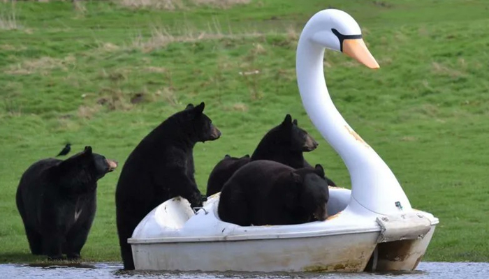 This image released on March 23, 2024, shows a group of four North American black bears on a floating swan pedalo at Woburn Safari Park in Bedfordshire, England. — Woburn Safari Park via Sky News