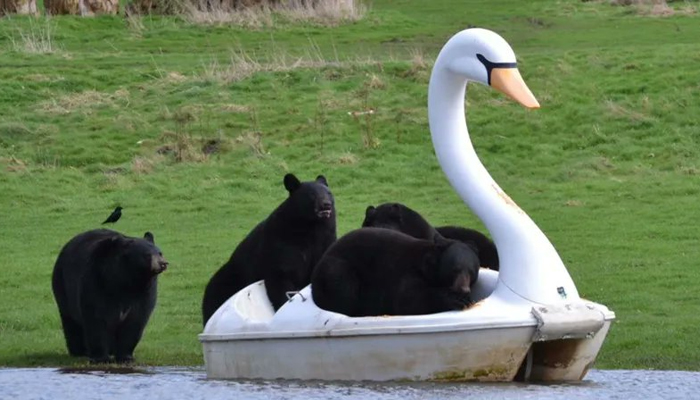 This image released on March 23, 2024, shows a group of four North American black bears on a floating swan pedalo at Woburn Safari Park in Bedfordshire, England. — Woburn Safari Park via Sky News