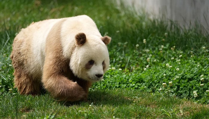 Qizai, a brown giant panda in captivity who was at the center of the scientific study, is seen on May 28, 2021. — Xinhua