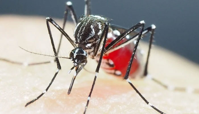 An Aedes aegypti mosquito at a laboratory, in Tokyo, Japan, July 14, 2018. — AFP