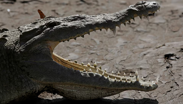 A large crocodile is seen on the bank of the Tarcoles River, a river with one of the highest crocodile populations in the world, in Tarcoles. — Reuters/File