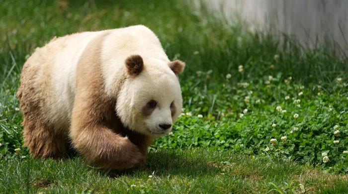 Scientists unravel secret behind rare brown-and-white Panda's coats - Vimarsana News