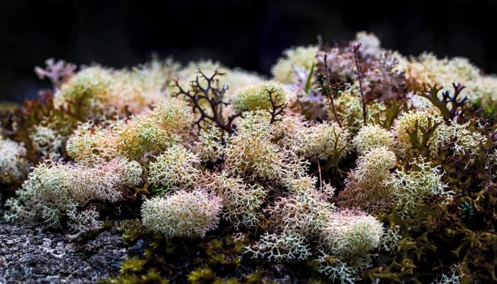 Sea moss growing on a rock in the Goblin Forest in Tasmania. — Unsplash