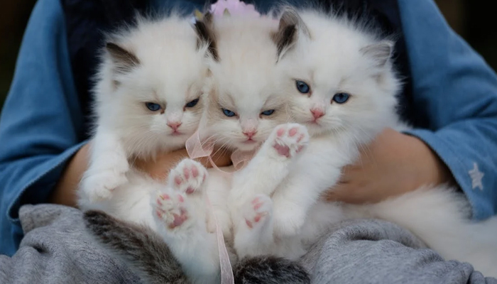 A representational image of three cats held by a person. New research raises the alarm of how viruses can jump from humans to animals. — Pexels