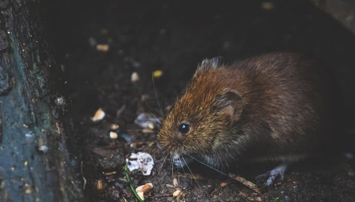 This representational image shows a rat. Authorities in New Orleans revealed how rats are eating confiscated marijuana. — Pexels