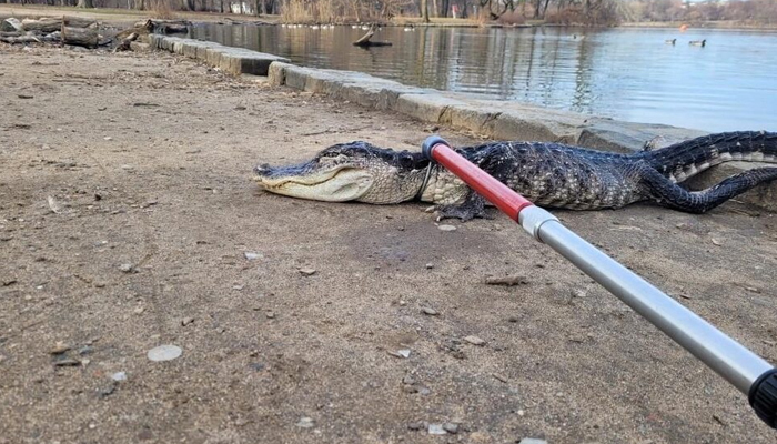 Members of the Parks Enforcement Patrol and Urban Park Rangers capture an alligator from a lake in Prospect Park in the Brooklyn borough of New York City. — Reuters/File