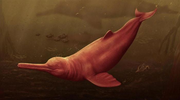 Gigantic prehistoric Dolphin found in rare fossil in Amazon - Vimarsana News