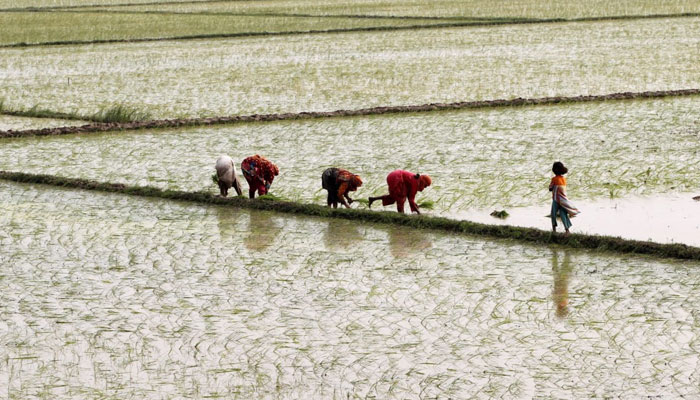 Women plant rice in a field outside Lahore, Pakistan. — Reuters/File